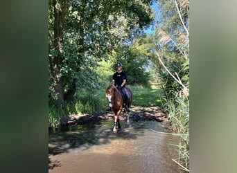 Oldenburgo, Caballo castrado, 4 años, 169 cm, Alazán-tostado
