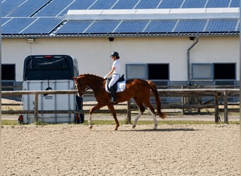 Oldenburgo, Caballo castrado, 4 años, 169 cm, Alazán-tostado