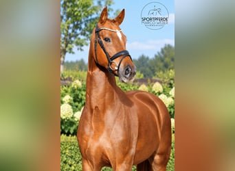 Oldenburgo, Caballo castrado, 4 años, 169 cm, Alazán-tostado