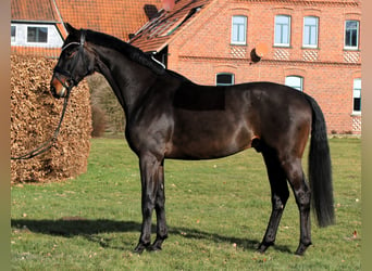 Oldenburgo, Caballo castrado, 4 años, 169 cm, Castaño