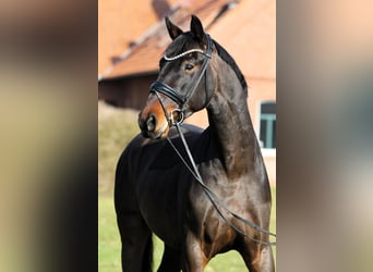 Oldenburgo, Caballo castrado, 4 años, 169 cm, Castaño