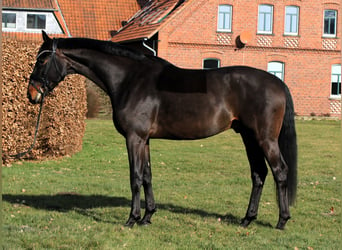 Oldenburgo, Caballo castrado, 4 años, 169 cm, Castaño