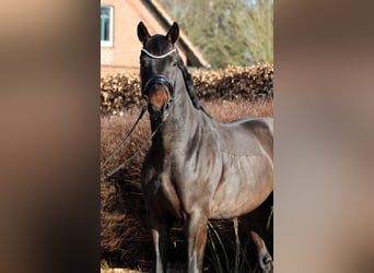 Oldenburgo, Caballo castrado, 4 años, 169 cm, Castaño