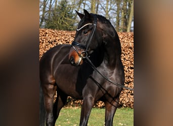 Oldenburgo, Caballo castrado, 4 años, 169 cm, Castaño