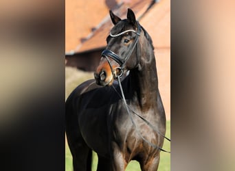 Oldenburgo, Caballo castrado, 4 años, 169 cm, Castaño