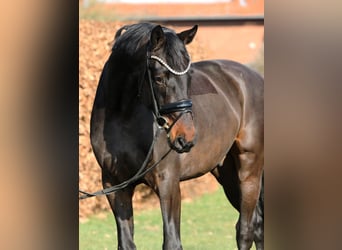 Oldenburgo, Caballo castrado, 4 años, 169 cm, Castaño