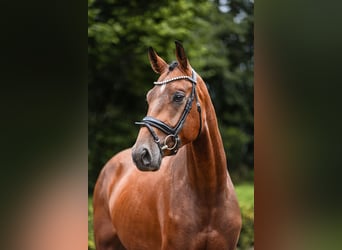 Oldenburgo, Caballo castrado, 4 años, 169 cm, Castaño