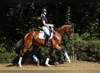 Oldenburgo, Caballo castrado, 4 años, 169 cm, Castaño