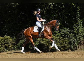 Oldenburgo, Caballo castrado, 4 años, 169 cm, Castaño