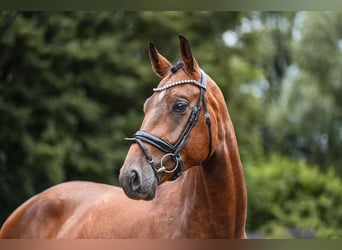 Oldenburgo, Caballo castrado, 4 años, 169 cm, Castaño