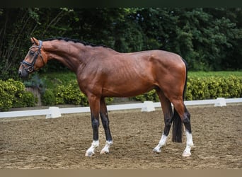 Oldenburgo, Caballo castrado, 4 años, 169 cm, Castaño