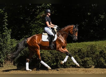 Oldenburgo, Caballo castrado, 4 años, 169 cm, Castaño