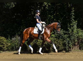 Oldenburgo, Caballo castrado, 4 años, 169 cm, Castaño