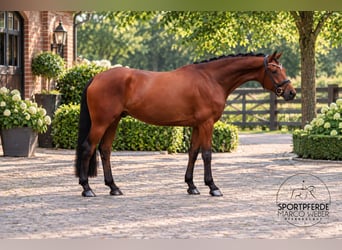 Oldenburgo, Caballo castrado, 4 años, 169 cm, Castaño