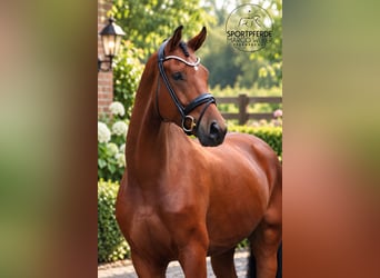 Oldenburgo, Caballo castrado, 4 años, 169 cm, Castaño
