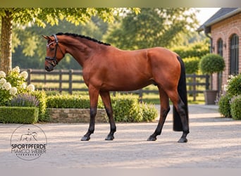 Oldenburgo, Caballo castrado, 4 años, 169 cm, Castaño