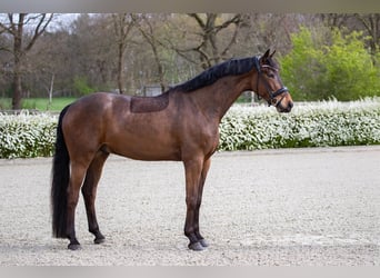 Oldenburgo, Caballo castrado, 4 años, 169 cm, Castaño