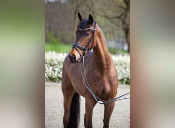 Oldenburgo, Caballo castrado, 4 años, 169 cm, Castaño