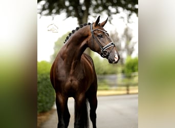 Oldenburgo, Caballo castrado, 4 años, 169 cm, Castaño