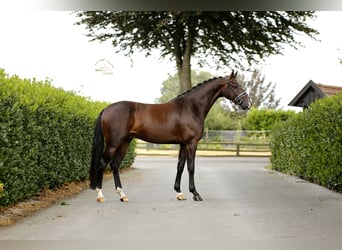 Oldenburgo, Caballo castrado, 4 años, 169 cm, Castaño