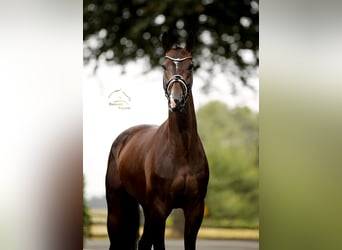 Oldenburgo, Caballo castrado, 4 años, 169 cm, Castaño