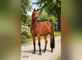 Oldenburgo, Caballo castrado, 4 años, 169 cm, Castaño
