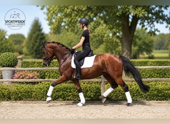 Oldenburgo, Caballo castrado, 4 años, 169 cm, Castaño