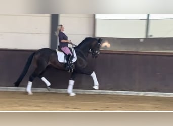Oldenburgo, Caballo castrado, 4 años, 169 cm, Castaño oscuro