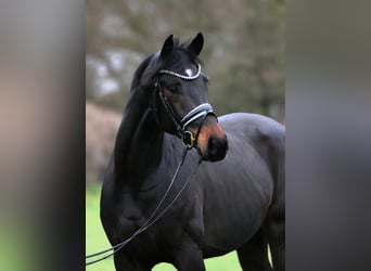Oldenburgo, Caballo castrado, 4 años, 169 cm, Morcillo