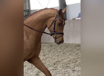 Oldenburgo, Caballo castrado, 4 años, 170 cm, Alazán