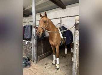 Oldenburgo, Caballo castrado, 4 años, 170 cm, Alazán