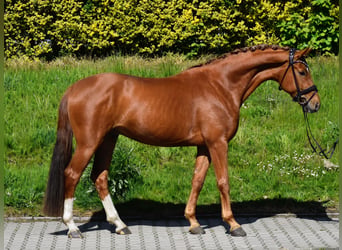 Oldenburgo, Caballo castrado, 4 años, 170 cm, Alazán