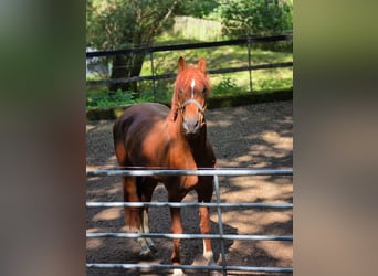 Oldenburgo, Caballo castrado, 4 años, 170 cm, Alazán