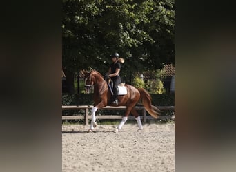 Oldenburgo, Caballo castrado, 4 años, 170 cm, Alazán