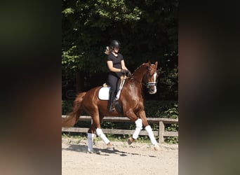 Oldenburgo, Caballo castrado, 4 años, 170 cm, Alazán