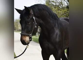 Oldenburgo, Caballo castrado, 4 años, 170 cm, Castaño
