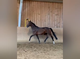 Oldenburgo, Caballo castrado, 4 años, 170 cm, Castaño