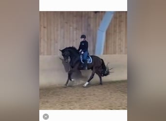 Oldenburgo, Caballo castrado, 4 años, 170 cm, Castaño
