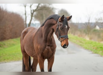 Oldenburgo, Caballo castrado, 4 años, 170 cm, Castaño