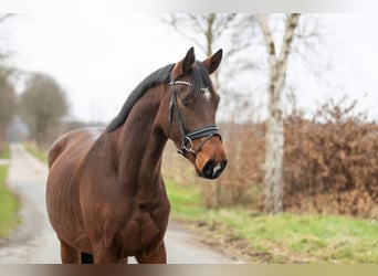 Oldenburgo, Caballo castrado, 4 años, 170 cm, Castaño