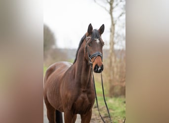 Oldenburgo, Caballo castrado, 4 años, 170 cm, Castaño