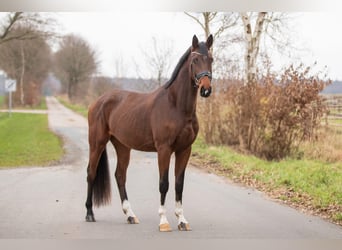 Oldenburgo, Caballo castrado, 4 años, 170 cm, Castaño