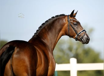 Oldenburgo, Caballo castrado, 4 años, 170 cm, Castaño