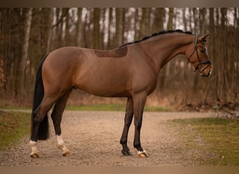 Oldenburgo, Caballo castrado, 4 años, 170 cm, Castaño