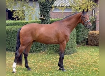 Oldenburgo, Caballo castrado, 4 años, 170 cm, Castaño