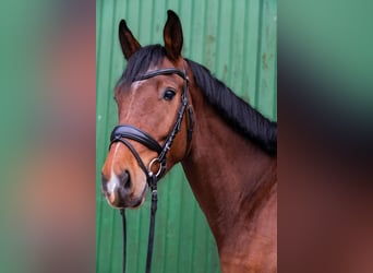 Oldenburgo, Caballo castrado, 4 años, 170 cm, Castaño