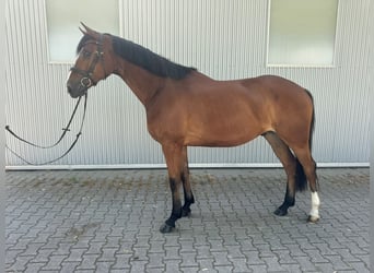 Oldenburgo, Caballo castrado, 4 años, 170 cm, Castaño