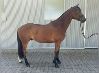 Oldenburgo, Caballo castrado, 4 años, 170 cm, Castaño