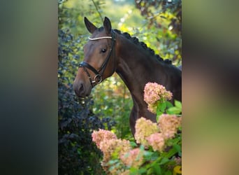 Oldenburgo, Caballo castrado, 4 años, 170 cm, Castaño oscuro