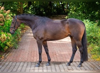 Oldenburgo, Caballo castrado, 4 años, 170 cm, Castaño oscuro